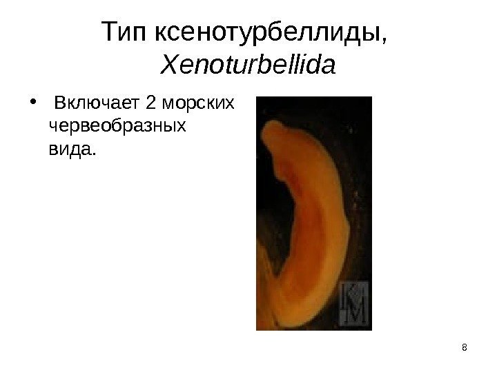 8 Тип ксенотурбеллиды,  Xenoturbellida •  Включает 2 морских червеобразных вида.  