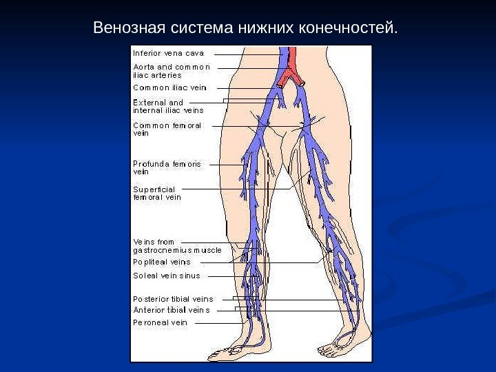   Венозная система нижних конечностей. 