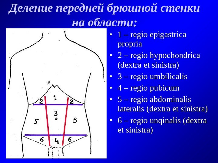   Деление передней брюшной стенки на области:  • 1 – regio epigastrica