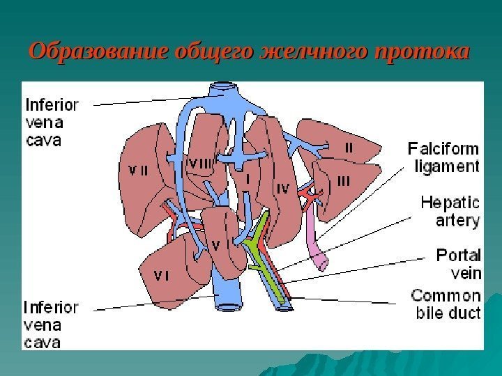   Образование общего желчного протока 