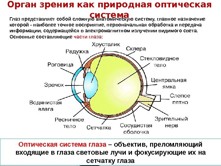 Глаз представляет собой сложную анатомическую систему, главное назначение которой - наиболее точное восприятие, первоначальная