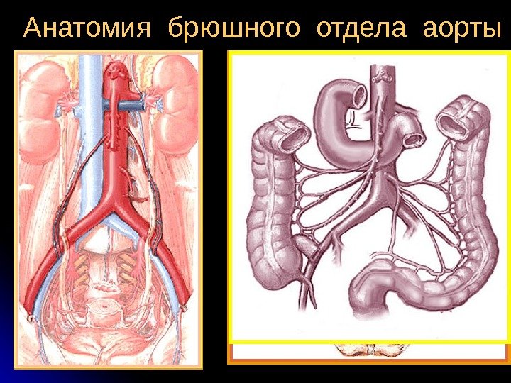  Анатомия брюшного отдела аорты 