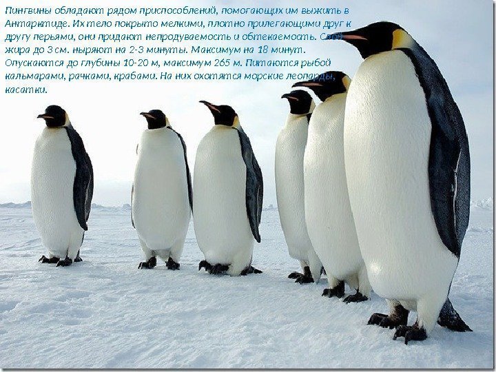 Пингвины обладают рядом приспособлений, помогающих им выжить в Антарктиде. Их тело покрыто мелкими, плотно