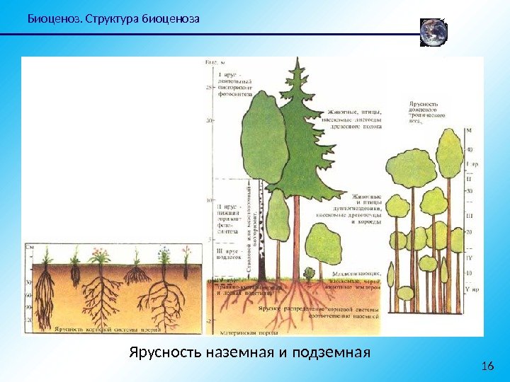 Биоценоз. Структура биоценоза 16 Ярусность наземная и подземная 