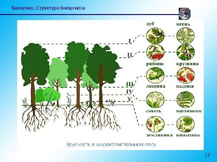 Биоценоз. Структура биоценоза 17 