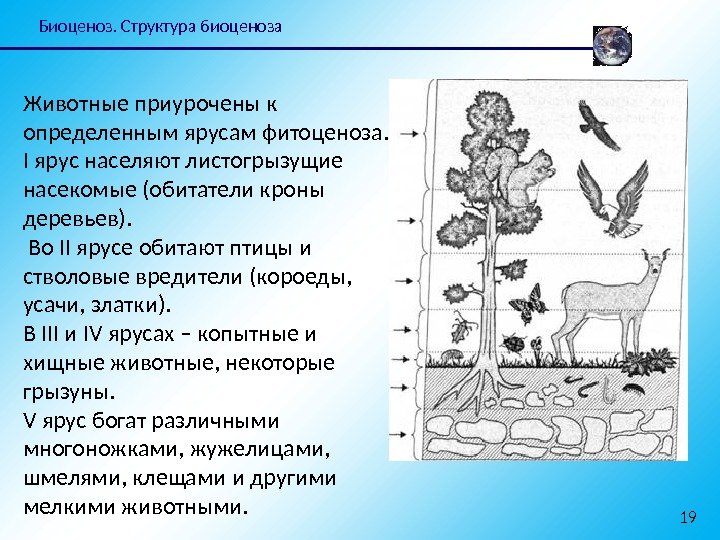 Биоценоз. Структура биоценоза 19 Животные приурочены к определенным ярусам фитоценоза.  I ярус населяют