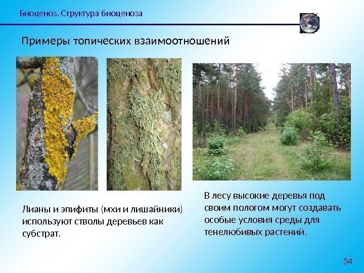 Биоценоз. Структура биоценоза 34 В лесу высокие деревья под своим пологом могут создавать особые