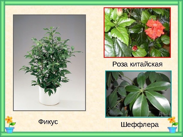 Шеффлера. Фикус Роза китайская 