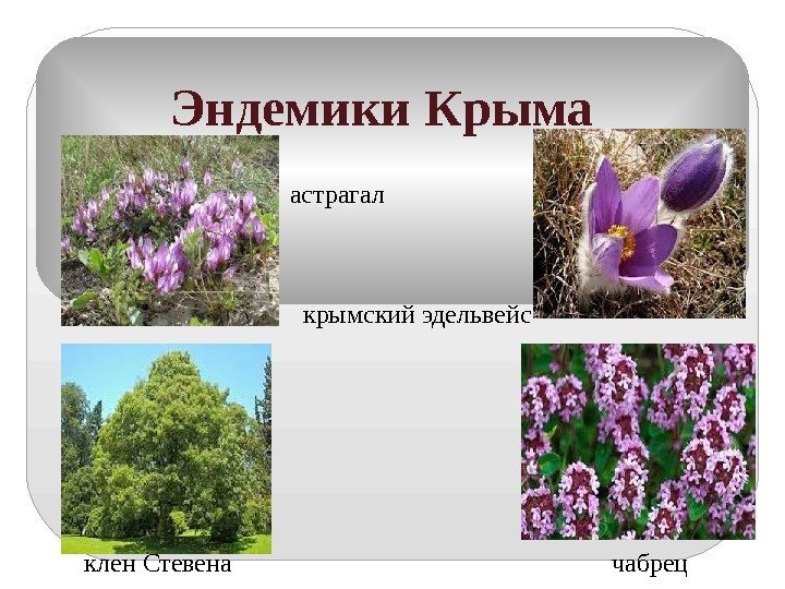 Эндемики Крыма       астрагал  крымский эдельвейс  