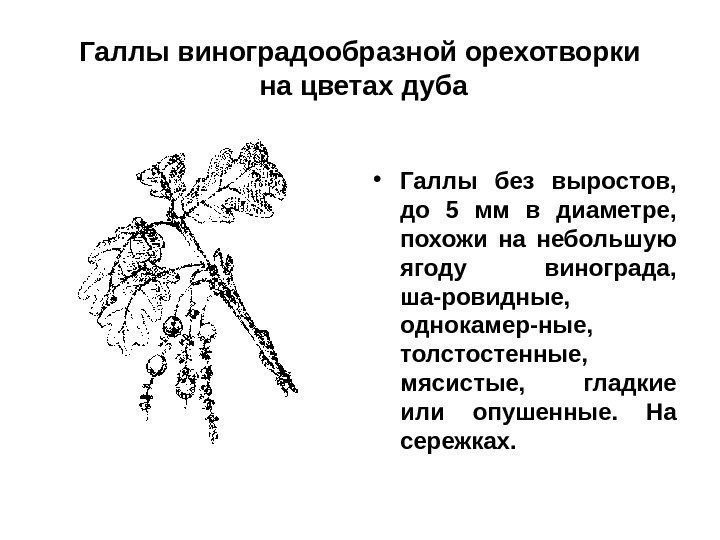 Галлы виноградообразной орехотворки на цветах дуба • Галлы без выростов,  до 5 мм