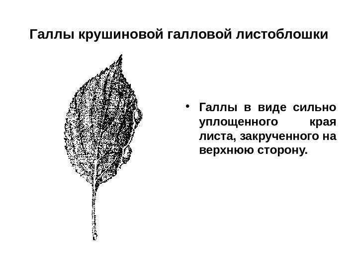 Галлы крушиновой галловой листоблошки • Галлы в виде сильно уплощенного края листа, закрученного на