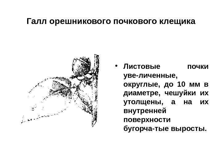 Галл орешникового почкового клещика • Листовые почки уве-личенные,  округлые,  до 10 мм
