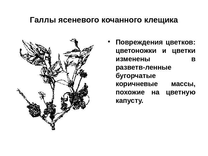 Галлы ясеневого кочанного клещика • Повреждения цветков:  цветоножки и цветки изменены в разветв-ленные