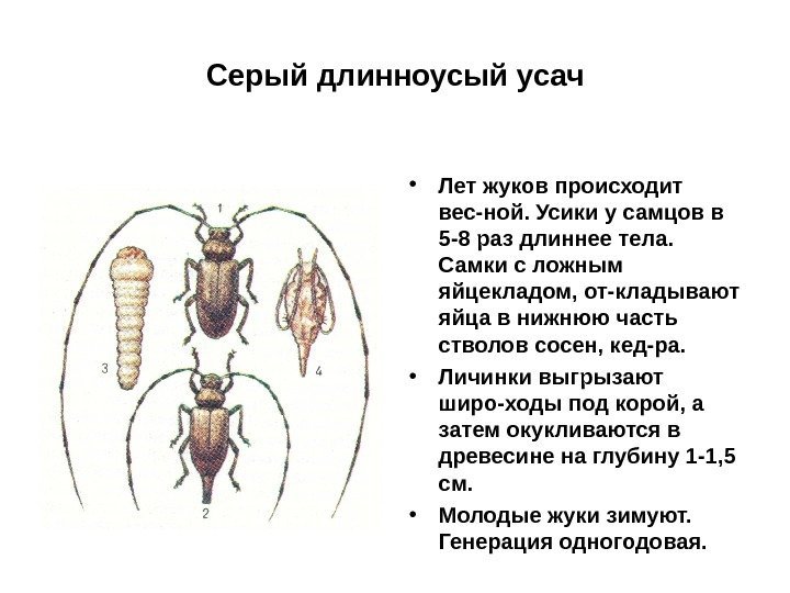 Серый длинноусый усач • Лет жуков происходит вес-ной. Усики у самцов в 5 -8