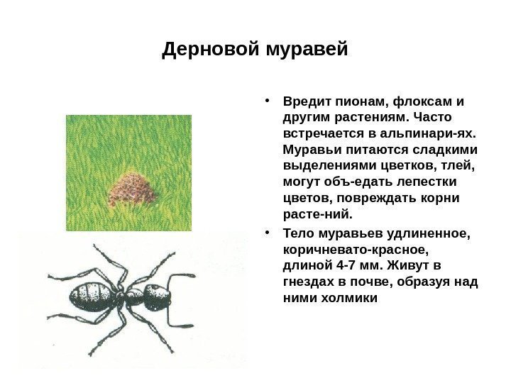 Дерновой муравей • Вредит пионам, флоксам и другим растениям. Часто встречается в альпинари-ях. 
