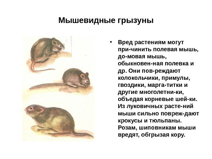 Мышевидные грызуны • Вред растениям могут при-чинить полевая мышь,  до-мовая мышь,  обыкновен-ная