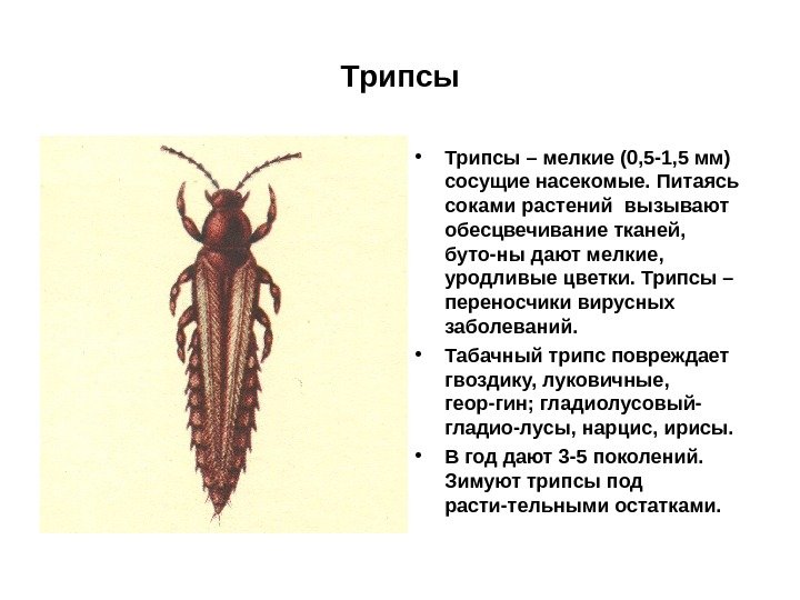 Трипсы • Трипсы – мелкие (0, 5 -1, 5 мм) сосущие насекомые. Питаясь соками