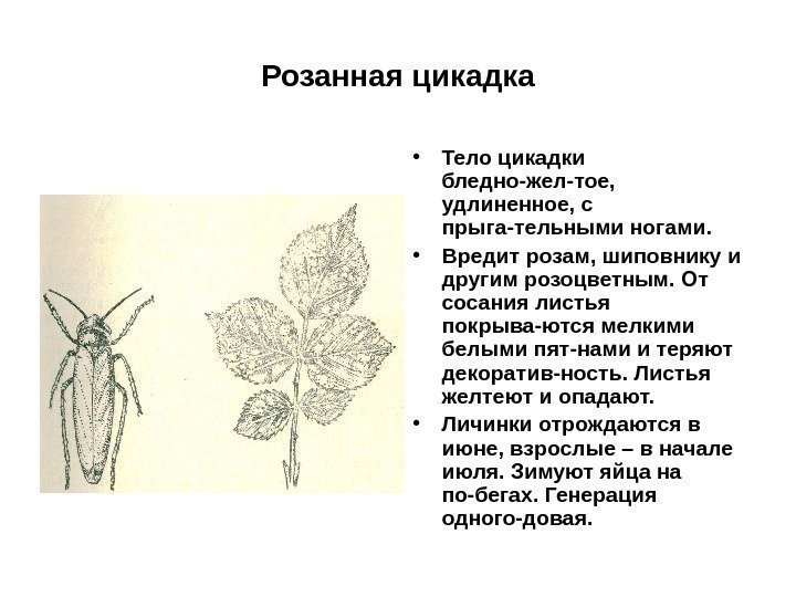 Розанная цикадка • Тело цикадки бледно-жел-тое,  удлиненное, с прыга-тельными ногами.  • Вредит