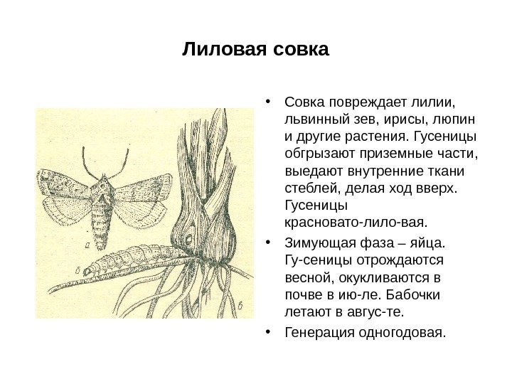 Лиловая совка • Совка повреждает лилии,  львинный зев, ирисы, люпин и другие растения.