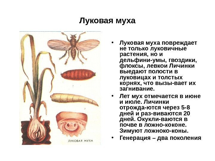 Луковая муха • Луковая муха повреждает не только луковичные растения, но и дельфини-умы, гвоздики,