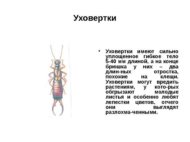 Уховертка опасна ли для человека. Отряд уховертки. Отряды насекомых уховертки. Представители отряда муховертки. Уховертка двухвостка.