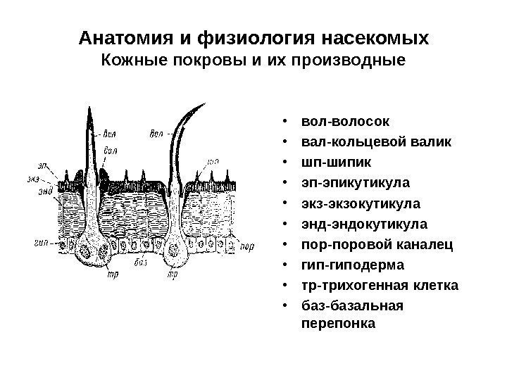 Анатомия и физиология насекомых Кожные покровы и их производные • вол-волосок • вал-кольцевой валик