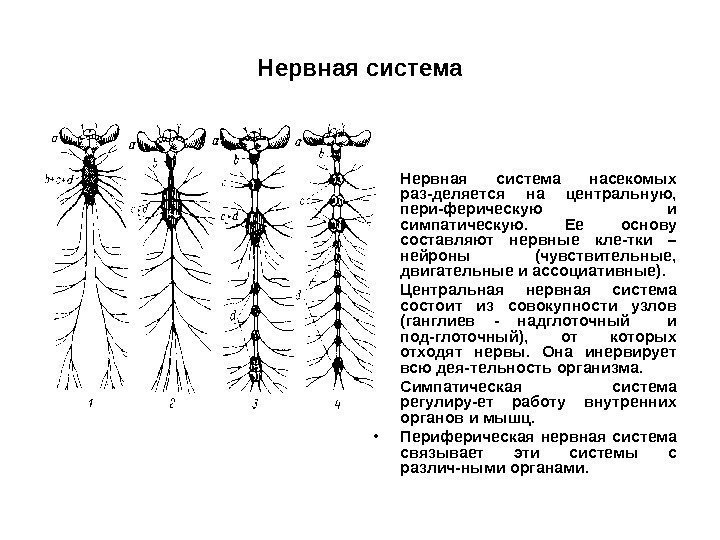 Нервная система • Нервная система насекомых раз-деляется на центральную,  пери-ферическую и симпатическую. 