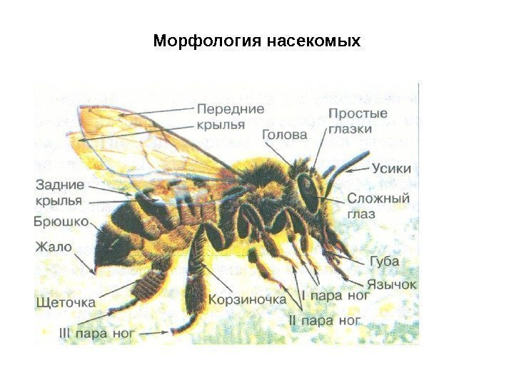 Морфология насекомых 