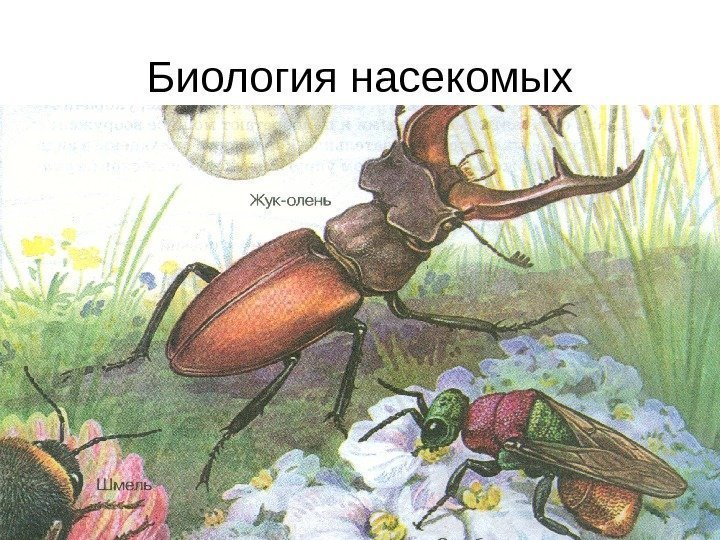 Биология насекомых 