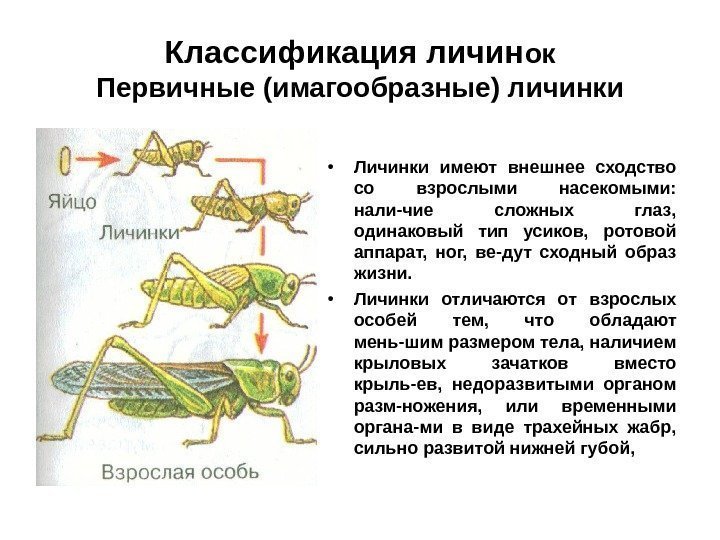 Классификация личин ок Первичные (имагообразные) личинки • Личинки имеют внешнее сходство со взрослыми насекомыми: