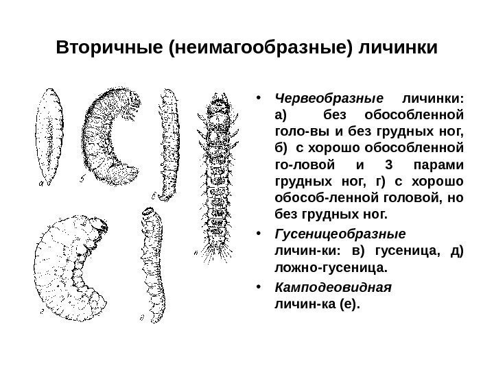 Вторичные (неимагообразные) личинки • Червеобразные  личинки:  а)  без обособленной голо-вы и