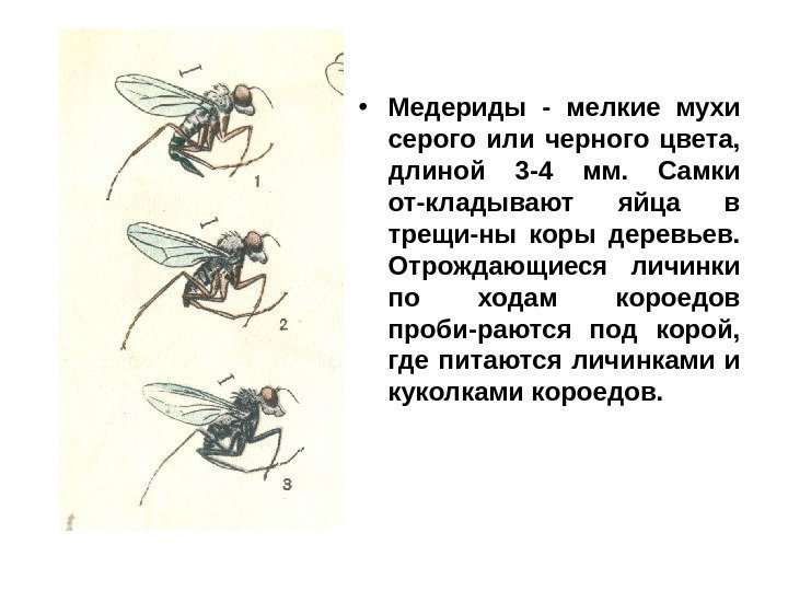  • Медериды - мелкие мухи серого или черного цвета,  длиной 3 -4