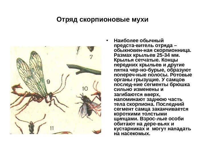 Отряд скорпионовые мухи • Наиболее обычный предста-витель отряда – обыкновен-ная скорпионница.  Размах крыльев