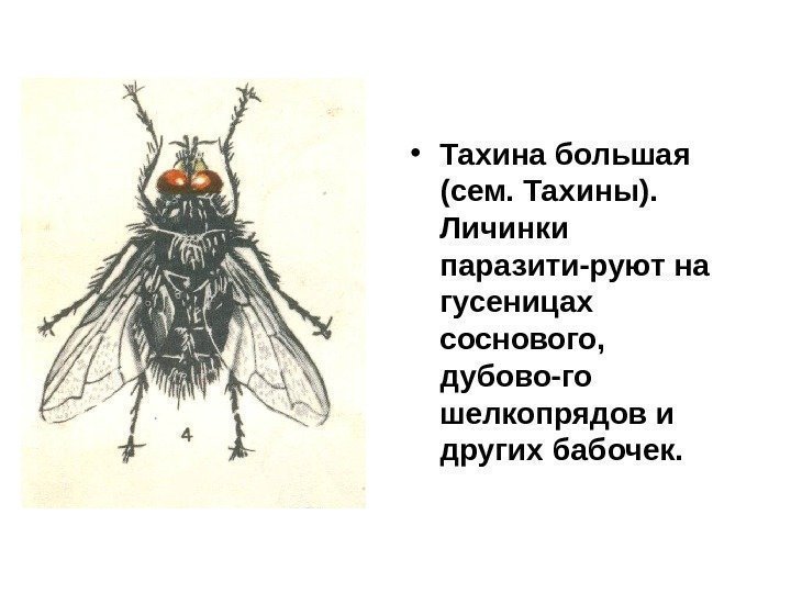  • Тахина большая (сем. Тахины).  Личинки паразити-руют на гусеницах соснового,  дубово-го