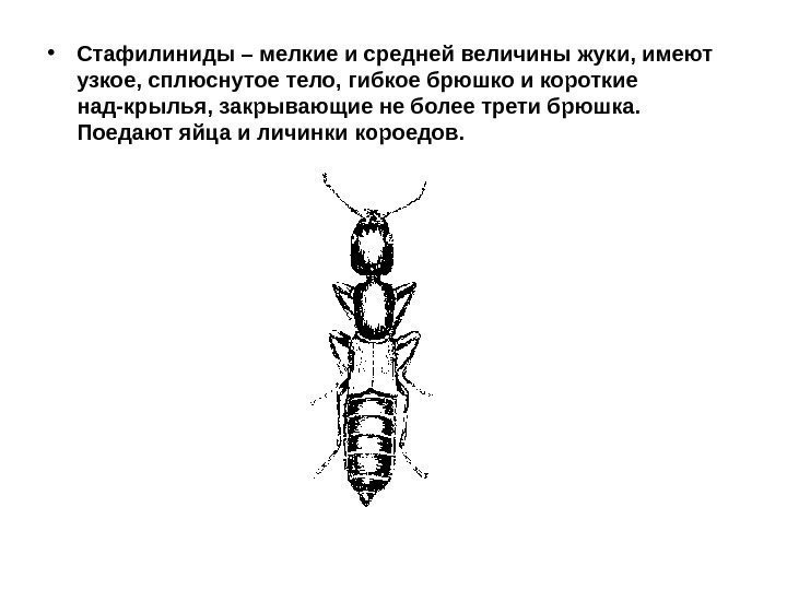  • Стафилиниды – мелкие и средней величины жуки, имеют узкое, сплюснутое тело, гибкое