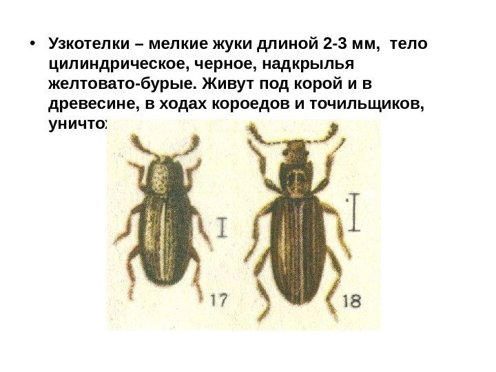  • Узкотелки – мелкие жуки длиной 2 -3 мм,  тело цилиндрическое, черное,
