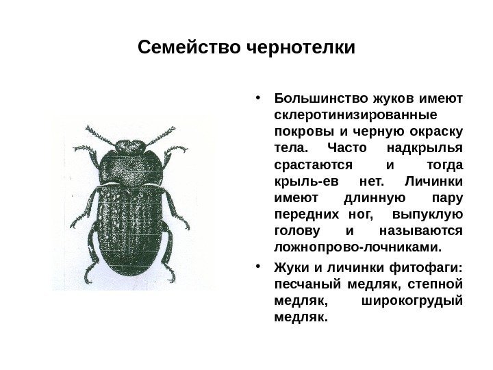 Семейство чернотелки • Большинство жуков имеют склеротинизированные покровы и черную окраску тела.  Часто