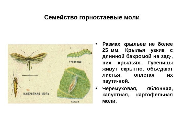 Семейство горностаевые моли • Размах крыльев не более 25 мм. Крылья  узкие 