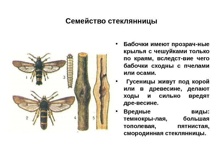 Семейство стеклянницы • Бабочки имеют прозрач-ные крылья с чешуйками только по краям,  вследст-вие