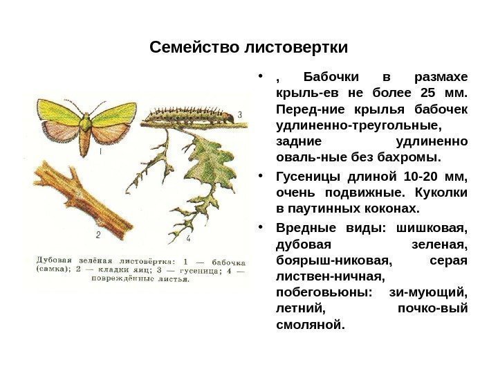 Семейство листовертки • ,  Бабочки в размахе крыль-ев не более 25 мм. 