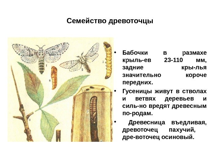 Семейство древоточцы • Бабочки в размахе крыль-ев 23 -110 мм,  задние кры-лья значительно