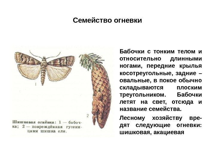 Семейство огневки • Бабочки с тонким телом и относительно длинными ногами,  передние крылья