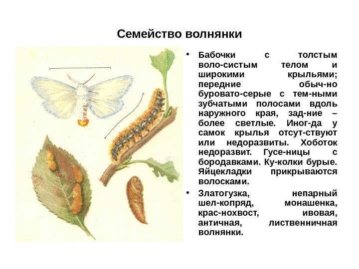 Семейство волнянки • Бабочки с толстым воло-систым телом и широкими крыльями;  передние обыч-но