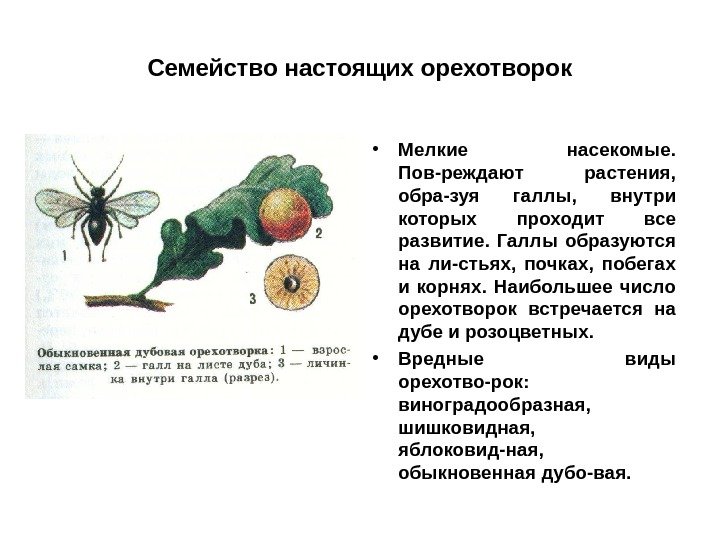 Семейство настоящих орехотворок • Мелкие насекомые.  Пов-реждают растения,  обра-зуя галлы,  внутри
