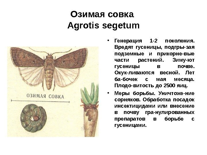 Озимая совка Agrotis segetum • Генерация 1 -2 поколения.  Вредят гусеницы,  подгры-зая