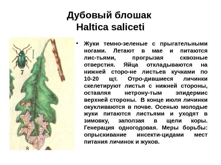 Дубовый блошак  Haltica saliceti • Жуки темно-зеленые с прыгательными ногами.  Летают в