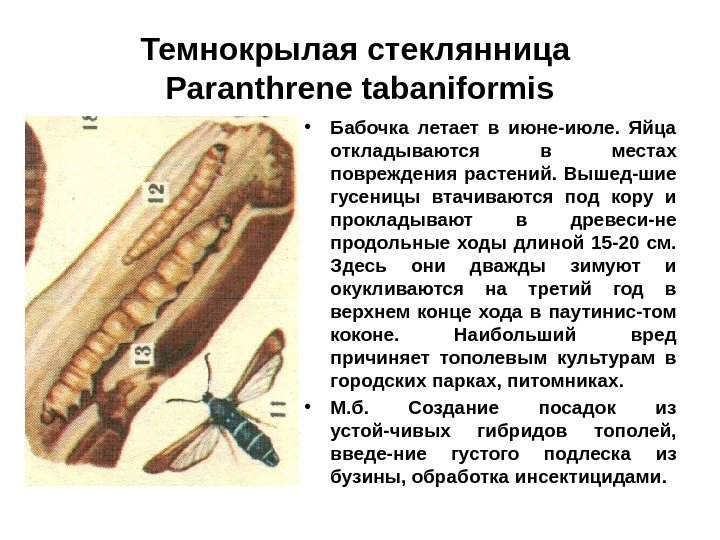 Темнокрылая стеклянница  Paranthrene tabaniformis • Бабочка летает в июне-июле.  Яйца откладываются в