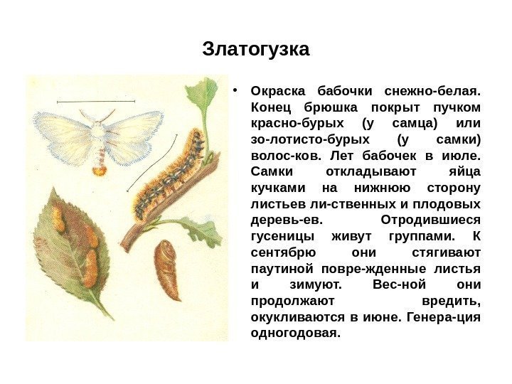 Златогузка • Окраска бабочки снежно-белая.  Конец брюшка покрыт пучком красно-бурых (у самца) или