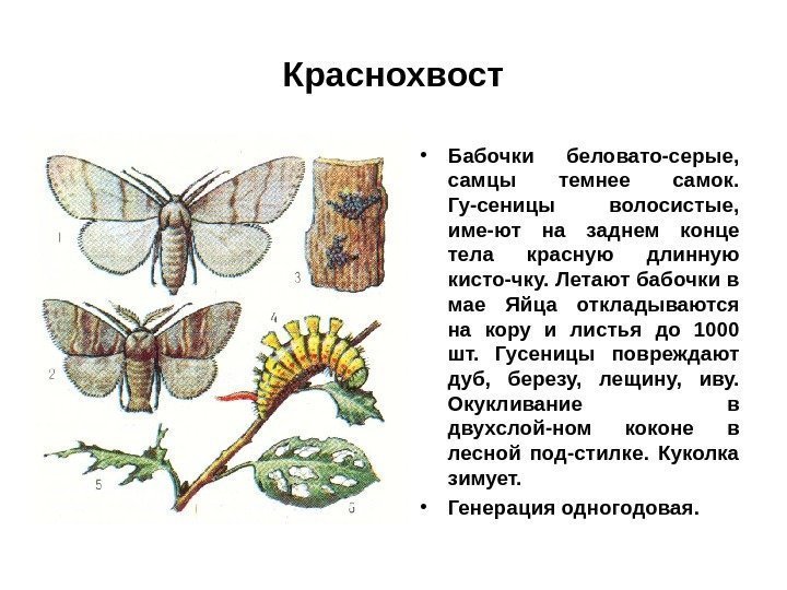Краснохвост • Бабочки беловато-серые,  самцы темнее самок.  Гу-сеницы волосистые,  име-ют на