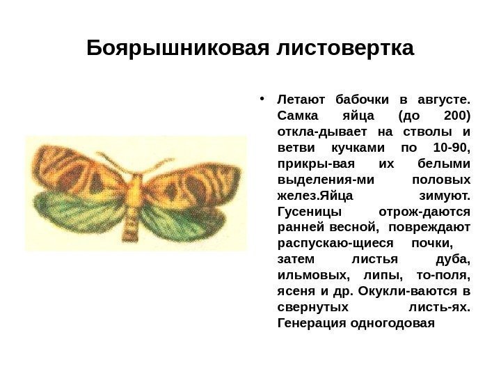 Боярышниковая листовертка • Летают бабочки в августе.  Самка яйца (до 200) откла-дывает на